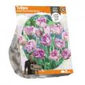 Baltus Tulipa Double Late Double Shirley tulpen bloembollen per 5 stuks